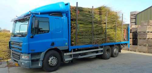 Vrachtwagen met wilgenteen