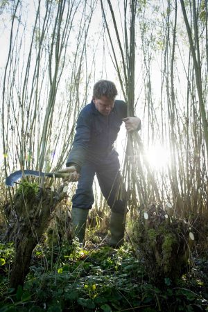 Oogst van wilgenteen