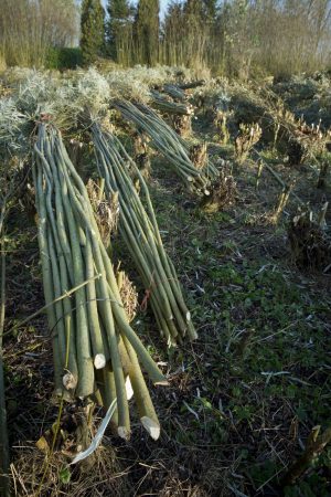 wilgenteen in de griend